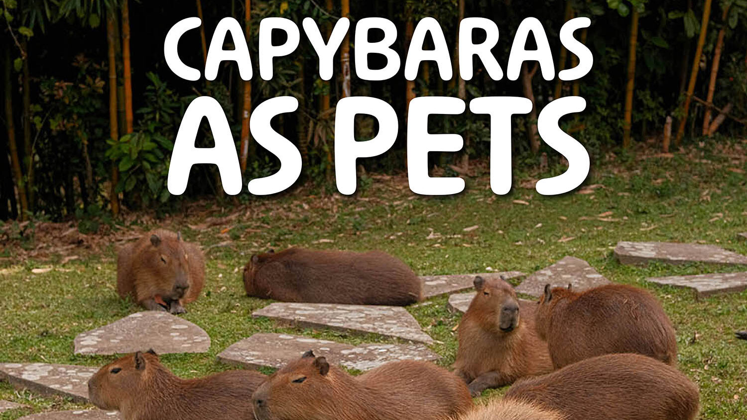 Capybaras as Pets