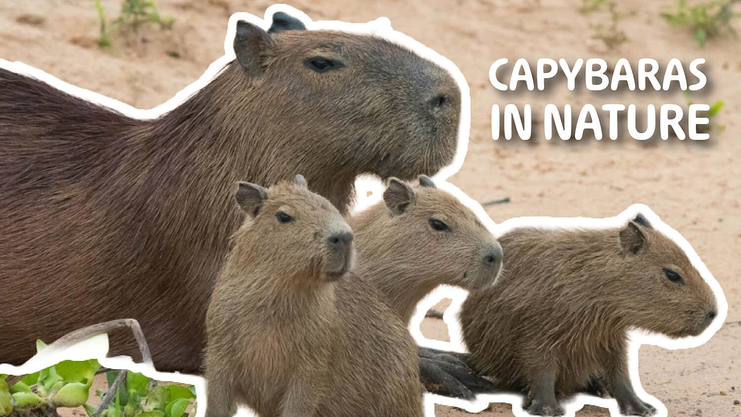 Capybaras in Nature