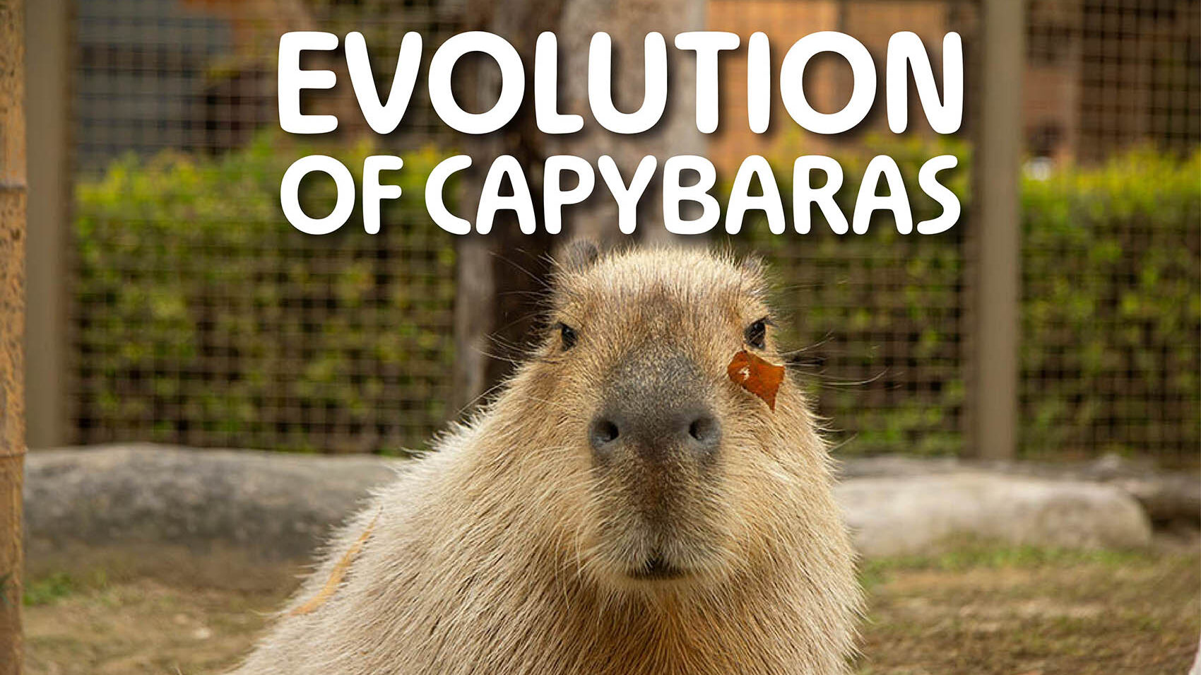 Evolution of Capybaras